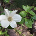 Pacific Dogwood - Photo (c) Morgan Stickrod, some rights reserved (CC BY-NC), uploaded by Morgan Stickrod