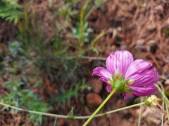 Cosmos crithmifolius