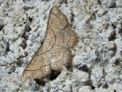 Cyclophora coecaria
