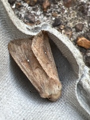 Mythimna albipuncta