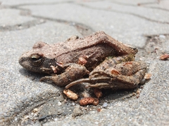 Rana