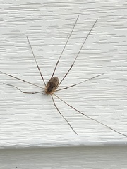 Phalangiinae