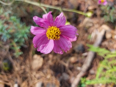 Cosmos crithmifolius