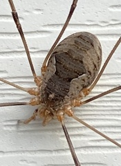 Phalangiinae
