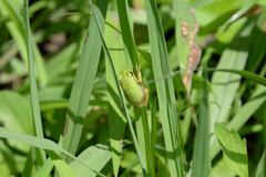 Hyla japonica