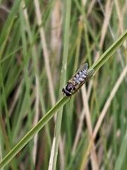 Simosyrphus grandicornis