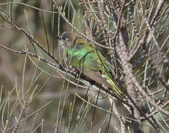 Chrysococcyx lucidus