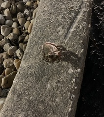 Osteopilus septentrionalis
