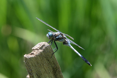 Orthetrum albistylum speciosum