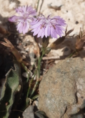 Dianthus strictus troodi