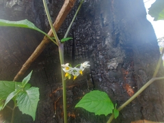 Solanum nigrescens
