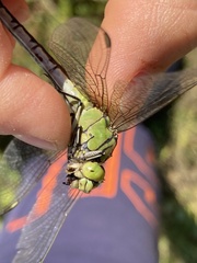 Ophiogomphus cecilia