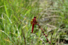 Crocothemis servilia mariannae