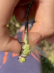 Ophiogomphus cecilia