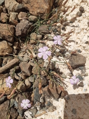 Dianthus strictus troodi
