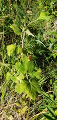 Ribes acerifolium