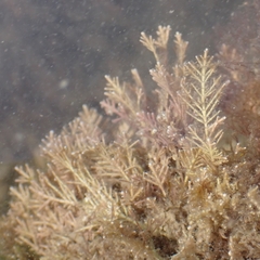 Corallina officinalis