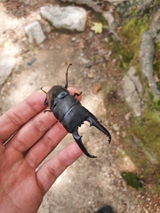 Serrognathus titanus castanicolor