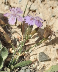 Dianthus strictus troodi