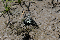 Papilio xuthus