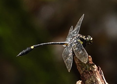 Gomphidictinus perakensis