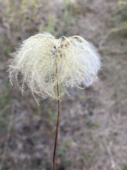 Clematis alpina sibirica