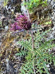 Cirsium arisanense