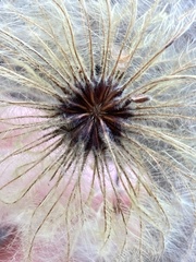 Clematis alpina sibirica