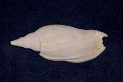 Alcithoe arabica