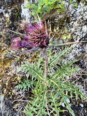 Cirsium arisanense