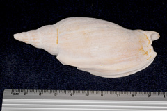 Alcithoe arabica