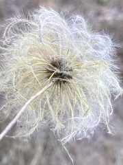 Clematis alpina sibirica