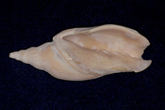 Alcithoe arabica