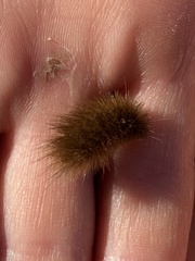 Phragmatobia