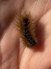 Phragmatobia