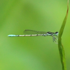 Agriocnemis pieris