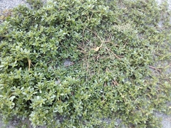 Portulaca oleracea