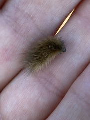 Phragmatobia