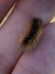 Phragmatobia