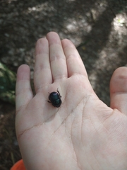 Geotrupes balyi