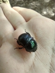 Geotrupes balyi