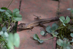 Takydromus tachydromoides