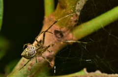 Tylorida
