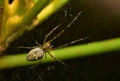 Tylorida