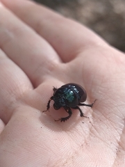 Geotrupes balyi