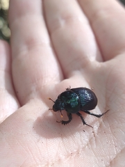 Geotrupes balyi