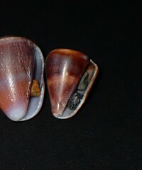 Conus papilliferus