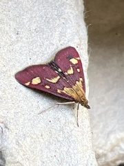 Pyrausta purpuralis