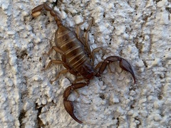 Euscorpius