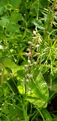Platanthera dilatata